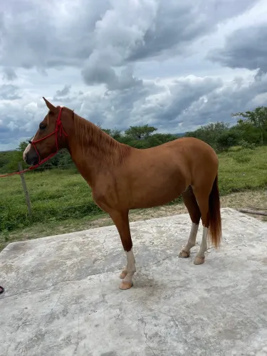 Cavalo castrado, 3 anos marcha batida