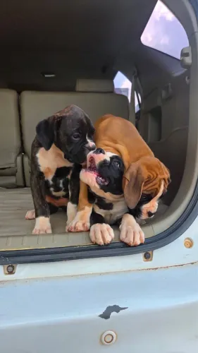 Filhotes de Boxer