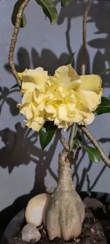 Planta Rosa do deserto