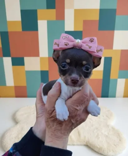 Pinscher Exótica Pequenina