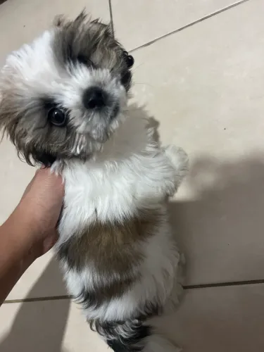 Filhote Shih Tzu