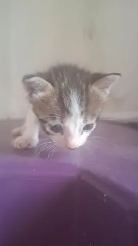 Gato