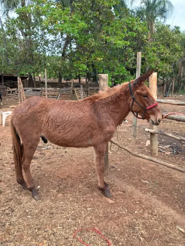Burro