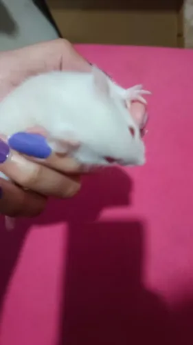 Rato twitter 