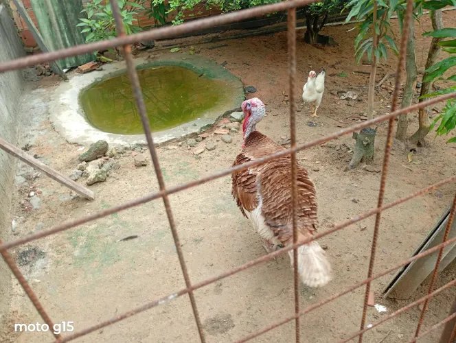 Venda de animais