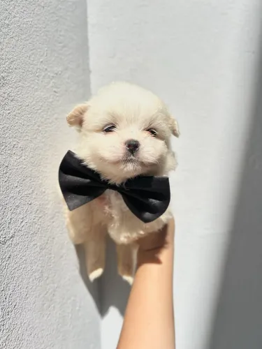 Machos de lhasa Apso mini adestrado pedigree micro lhasa 