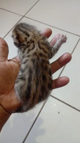 Gato bengal