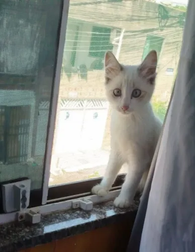 Doação de gato