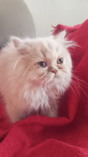 Vendo gata persa