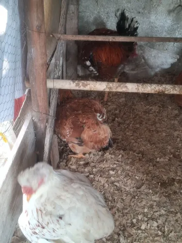 Ovos férteis de galinha Gsb galinha balão 