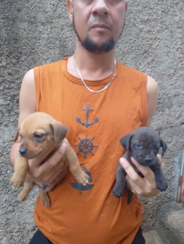 Doação de filhotes de cachorro