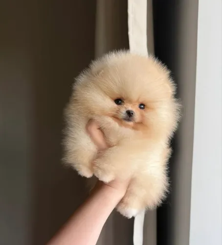     ? Encante seu namorado(a) com a fofura de um Lulu da Pomerânia.