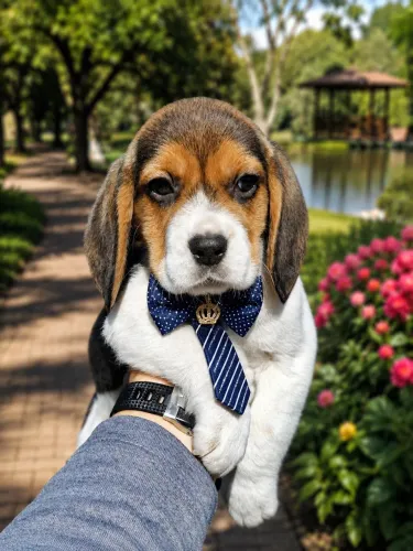 Encantador filhote de Beagle macho 13 polegadas