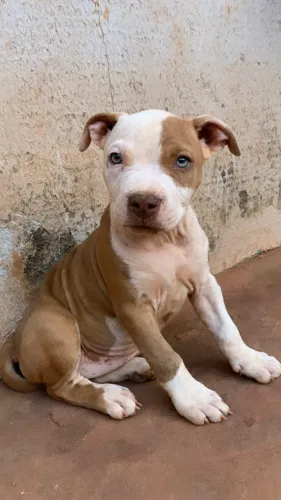 Filhote de Pit Bull Red Nose - Fêmea Disponível