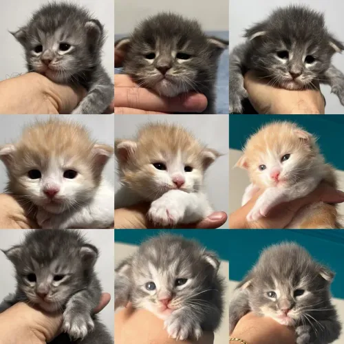 Maine Coon Filhotes - Gatil BSB Cat
