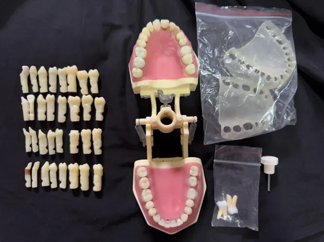 Manequim multidisciplinar