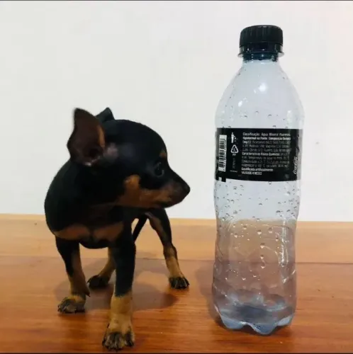Pinscher 00 -Filhotes com garantia de vida 