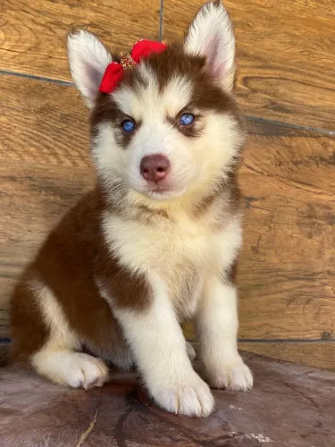 Husky Siberiano Fêmea com pedigree cbkc pelagem wooly