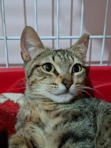 Gatinho lindo e charmoso para adoção