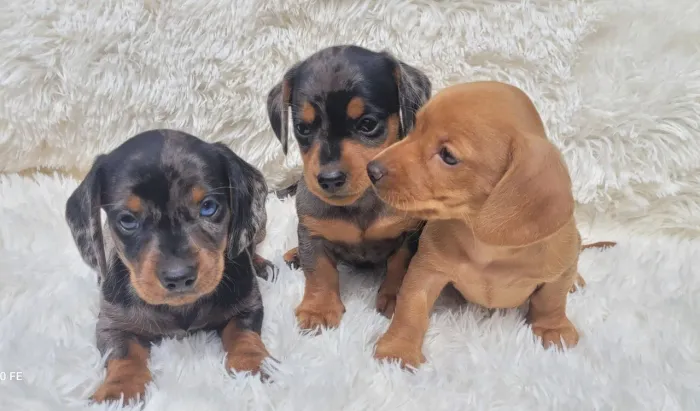 Dachshund Basset