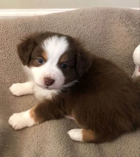 Filhote border collie, Venha Conhecer Seu Novo Melhor Amigo Peludo!