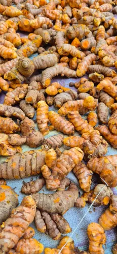 Açafrão da Terra Orgânico 100% caseiro