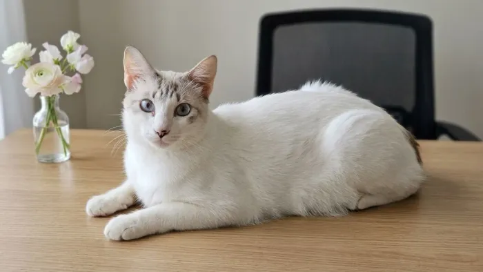 Gatinha Bibi para Adoação!
