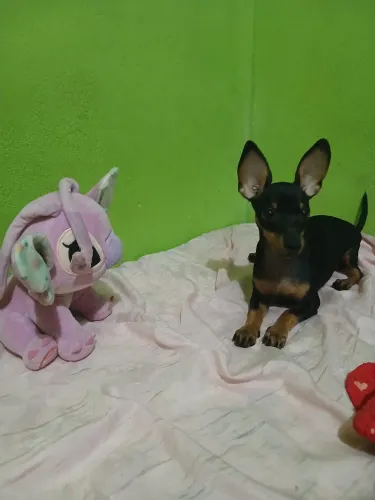 Vendo uma cachorra pincher 01