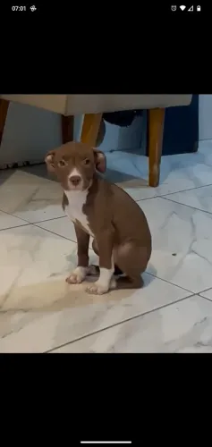 Filhote de Pitbull