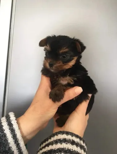 Yorkshire Fêmea Mini com Pedigree e Garantia de Saúde