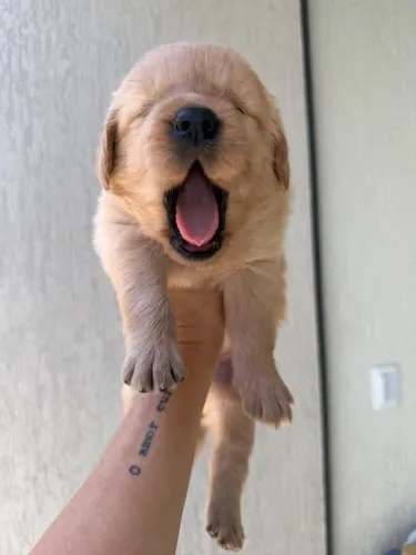 Filhotes de Golden Retriever