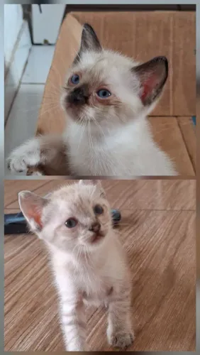 Gatinhas para adoção (fêmea as duas)