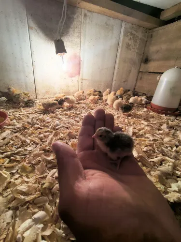 Ovos de codorna gigante 