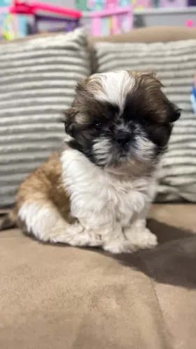 Shih tzu macho
