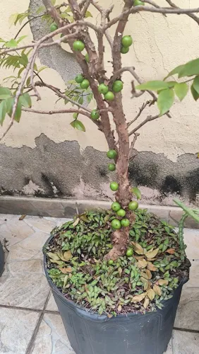  jabuticabeira 