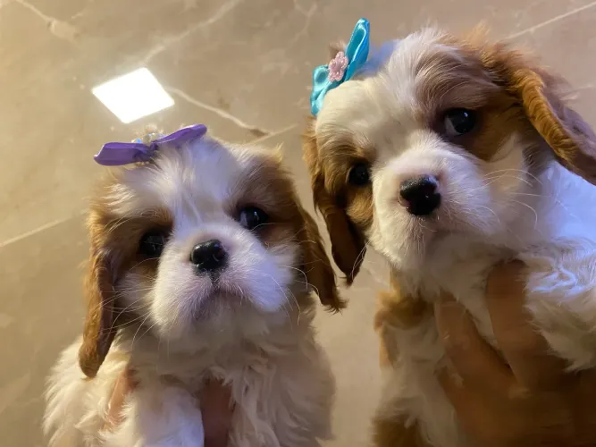 Cavalier belíssimas fêmeas e machinhos fotos reais 