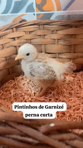 Pintinhos de Garnizé perna curta