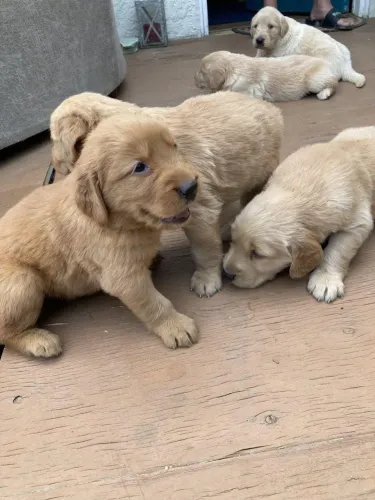Golden retriever lindo