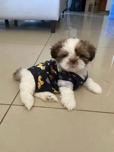 Shih Tzu amor de quatro patas procurando uma família
