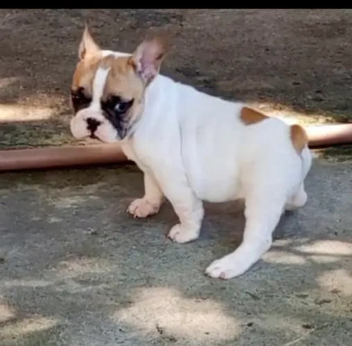 Buldogue francês fêmea disponivel