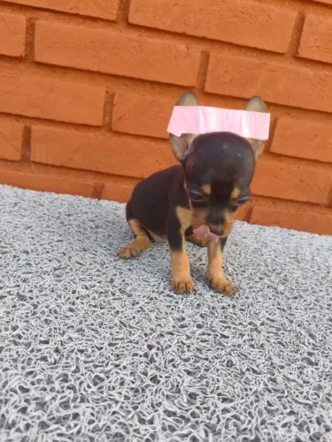 Pinscher fofos procurando um lar
