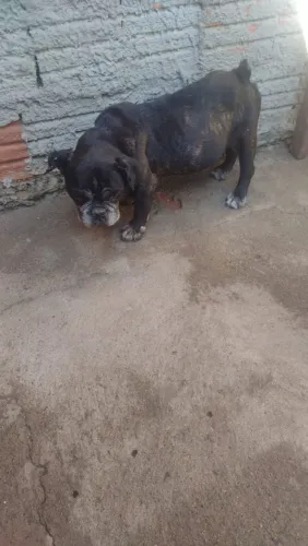 Bulldog adoção e troca 