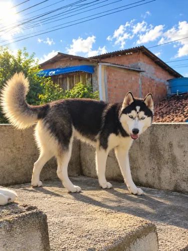 husky siberiano 8 meses