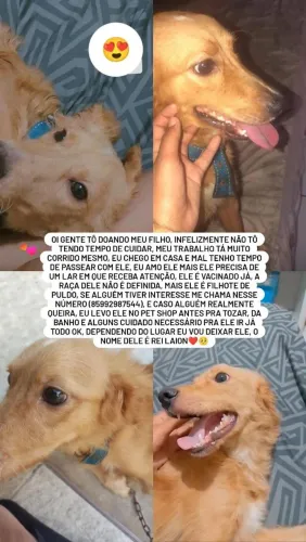 Cachorro para adoção 