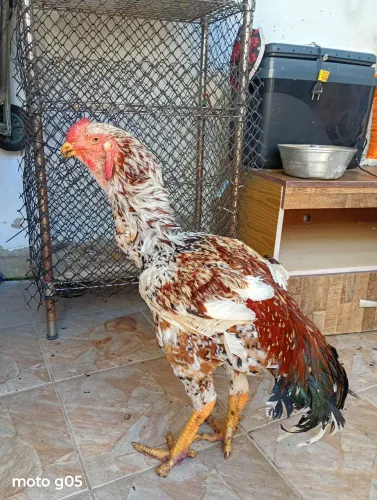 Galo Índio Gigante Mil Flores