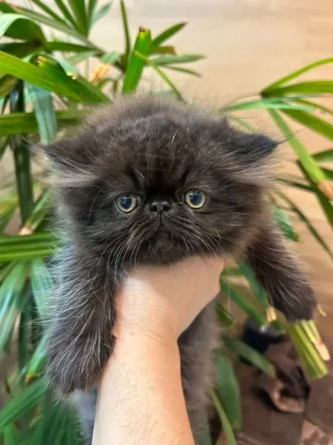Gato persa macho
