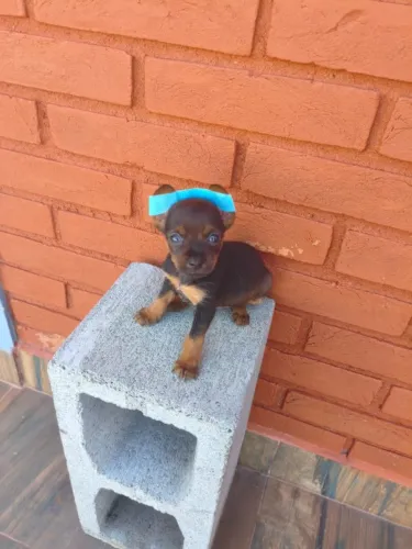 Pinscher bebê esperando um lar - me chama no chat!