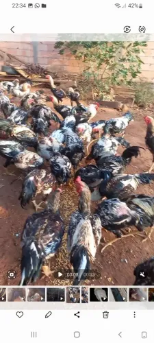 Vendo galos e frangos caipira e índio gigante