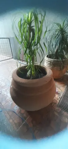 Vaso com Pata de Elefante
