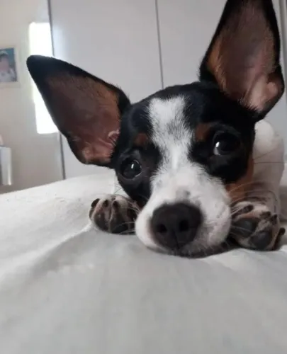 Pinscher esperto e valente 